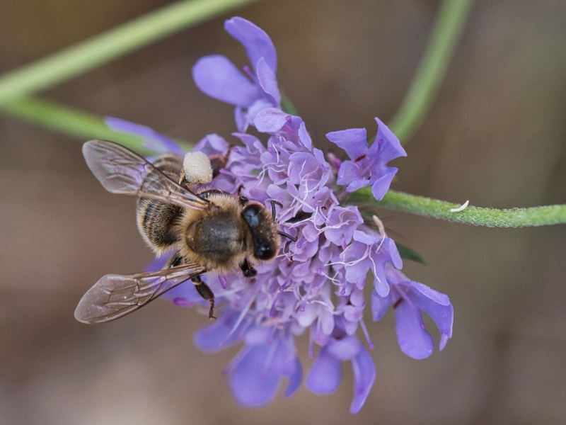 Photo Insectes Abeille Domestique Apis Mellifera