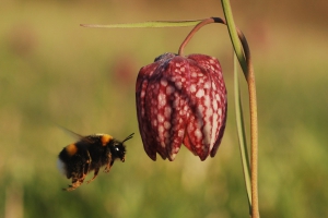 conseil-photographie-plante-sauvage.jpg