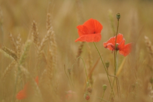 photo-plante-sauvage-coquelicot.jpg