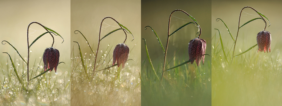 photographier-plante-bonne-lumiere.jpg