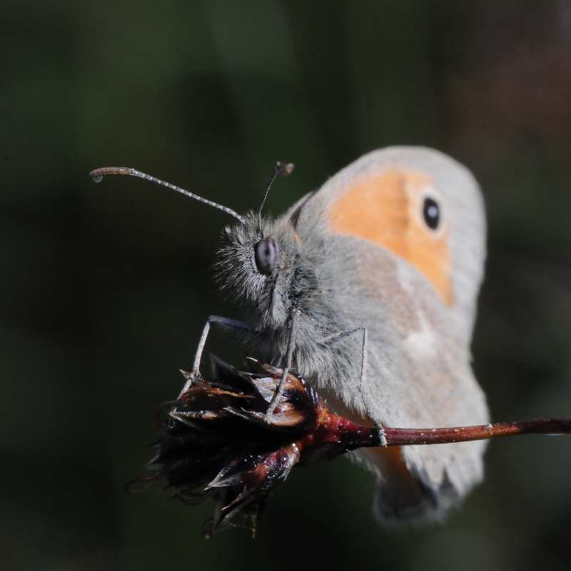 Insectes et Araignées Coenonympha pamphilus