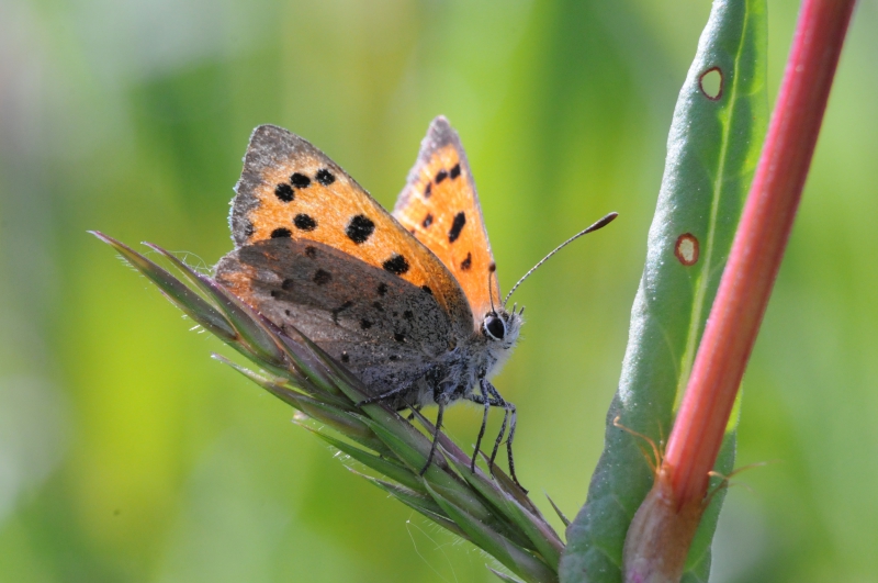 Insectes et Araignées cuivré commun