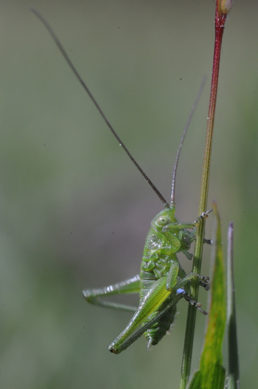 Insectes et Araignées Tettigonia viridissima