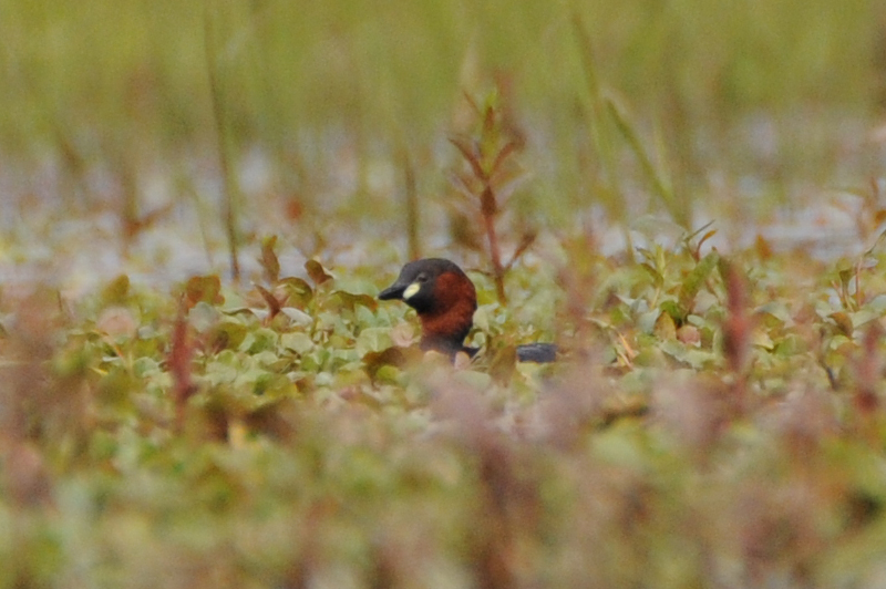 Oiseaux Grèbe castagneux