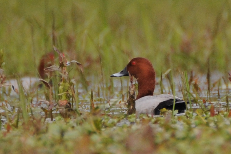 Oiseaux Filigule miloin