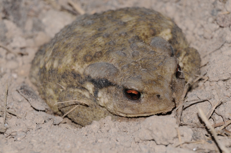 Amphibiens Crapaud commun