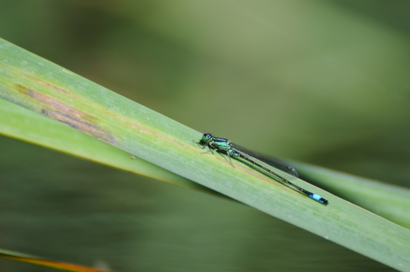 Insectes et Araignées ischnura elegans