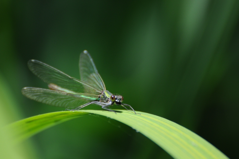 Insectes et Araignées Calopteryx splendens femelle