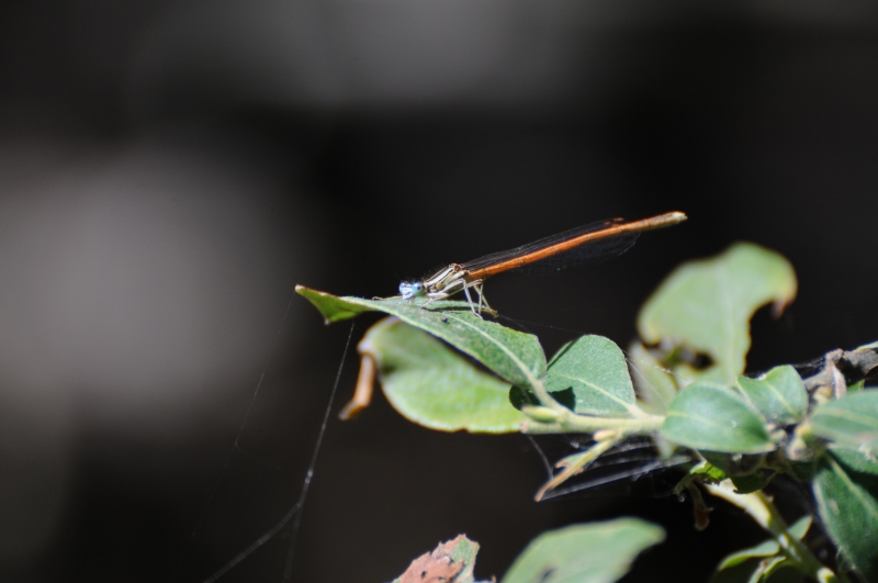 Insectes et Araignées Platycnemis acutipennis Pennipatte orangé mâle