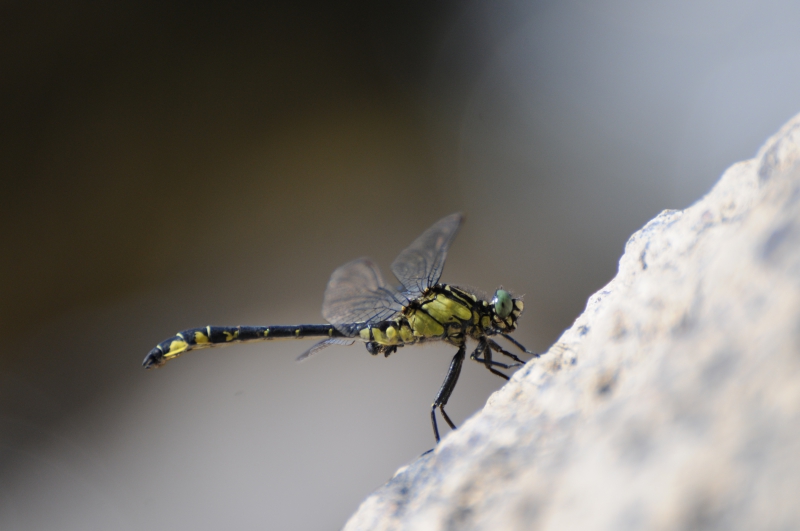 Insectes et Araignées Gomphus vulgatissimus