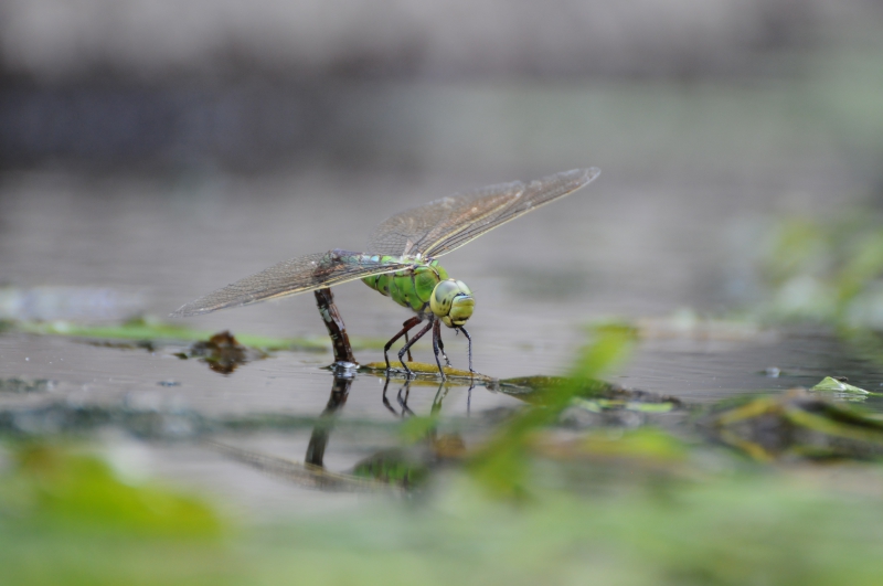 Insectes et Araignées Anax Empereur