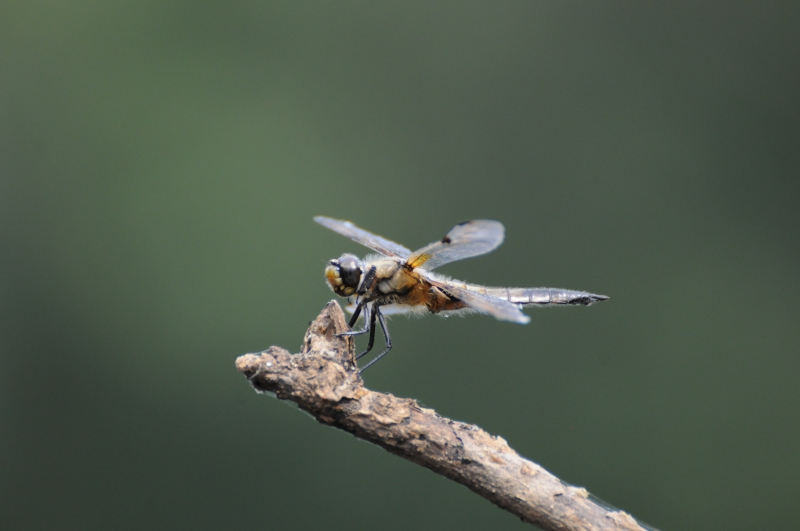 Insectes et Araignées Libellula quadrimaculata