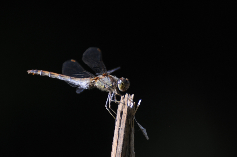 Insectes et Araignées Sympetrum strié ( Sympetrum striolatum)