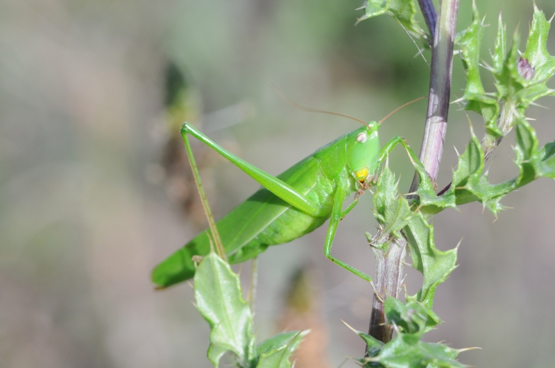 Insectes et Araignées Ruspolia nitidula