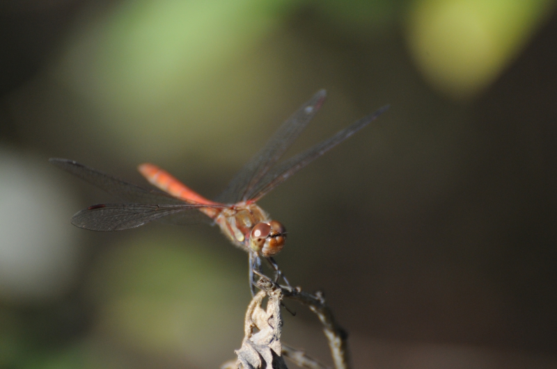 Insectes et Araignées Sympetrum striolatum