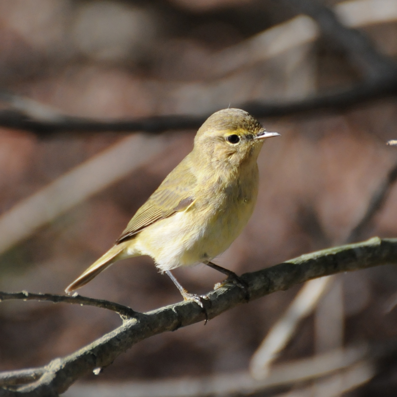 Oiseaux Pouillot véloce