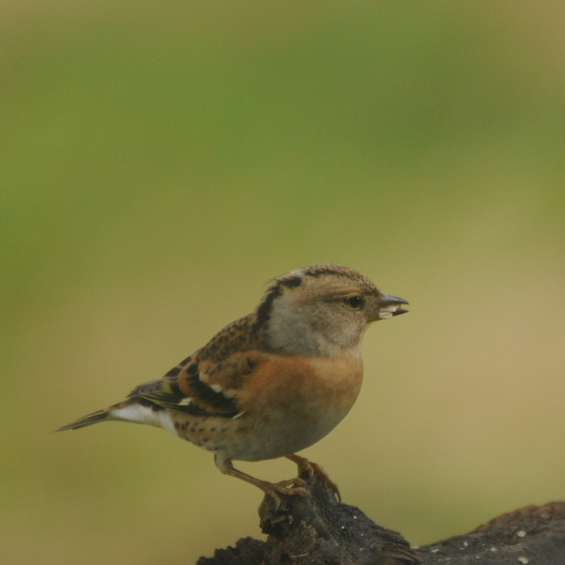 Oiseaux Pinson du nord femelle, en effet.