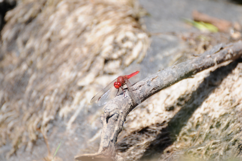 Insectes et Araignées Crocothemis erythraea