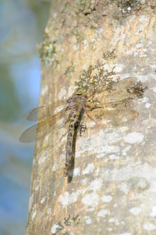 Insectes et Araignées Boyeria irene