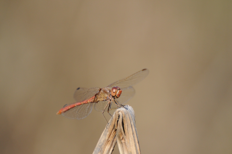 Insectes et Araignées Sympetrum meridionale