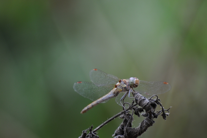 Insectes et Araignées Sympétrum strié (Sympetrum striolatum)