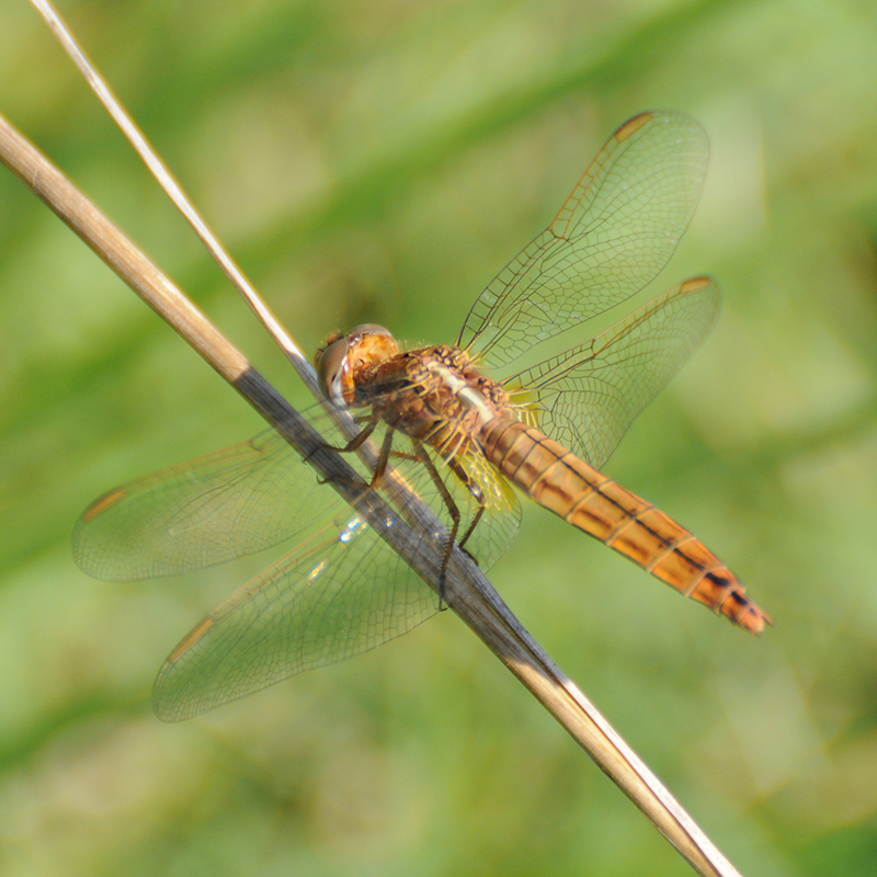 Insectes et Araignées crocothemis erythraea