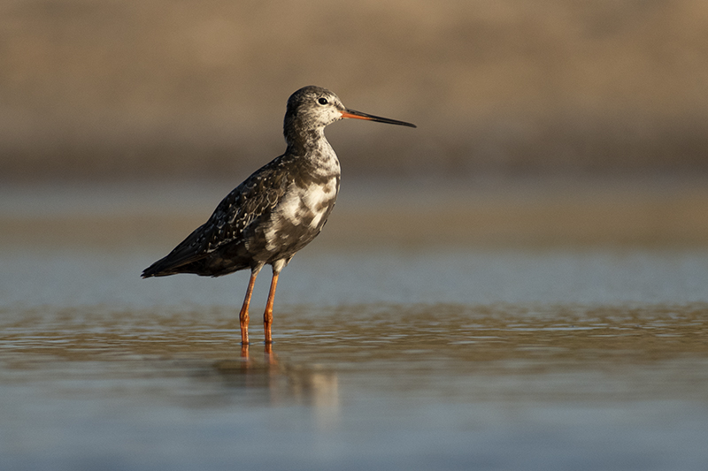 Oiseaux chevalier arlequin