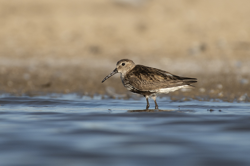 Oiseaux bécasseau variable