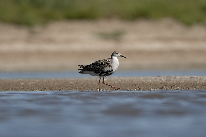 Oiseaux Combattant varié