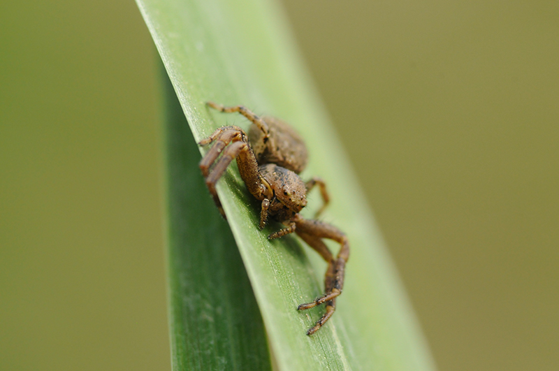 Insectes et Araignées