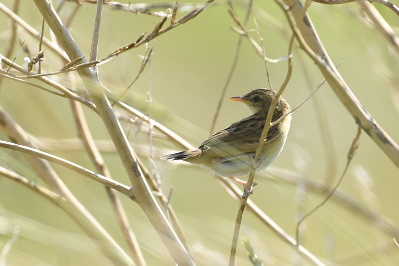 Oiseaux Cisticole des joncs