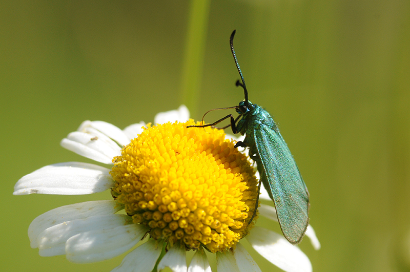 Insectes et Araignées