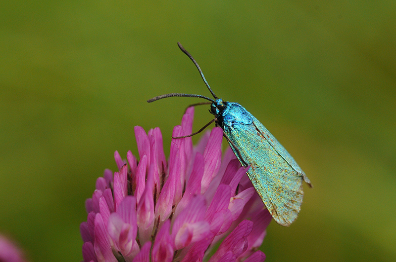 Insectes et Araignées