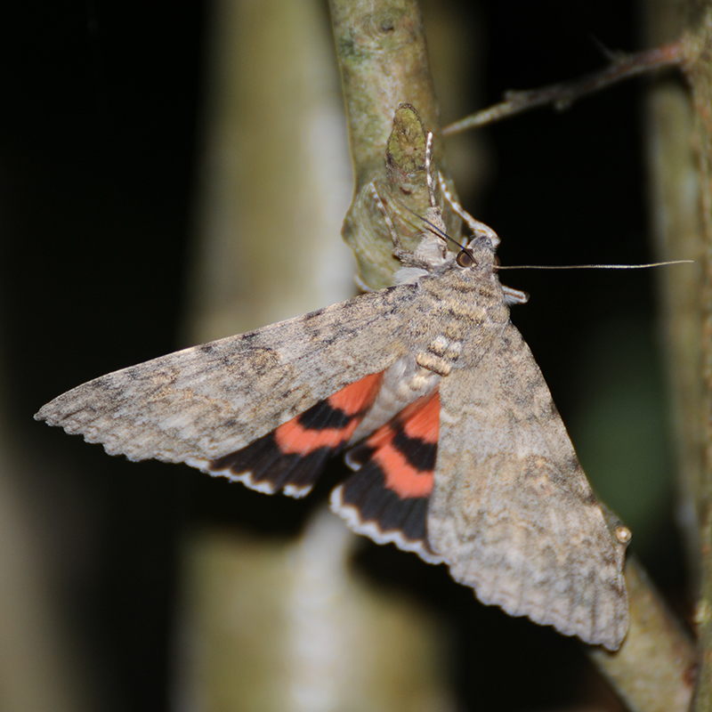 Insectes et Araignées catocala nupta