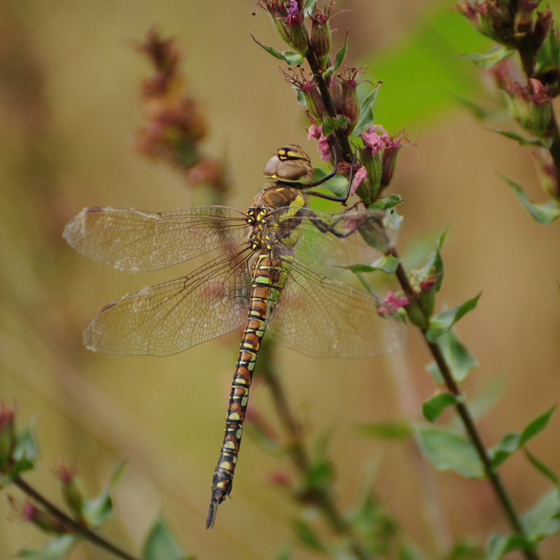 Insectes et Araignées aeschne mixte