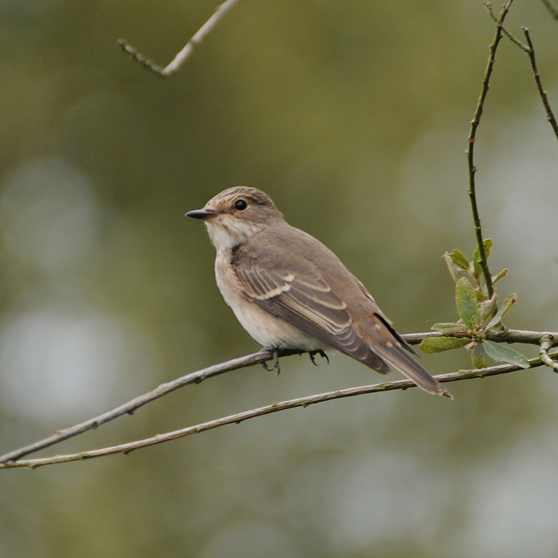 Oiseaux Gobemouche gris