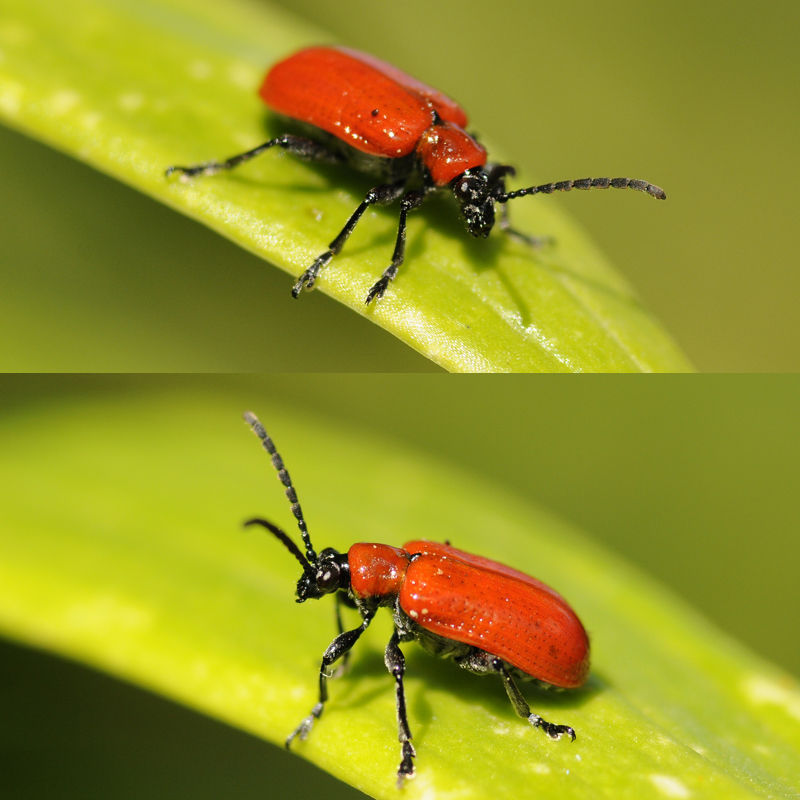 Insectes et Araignées