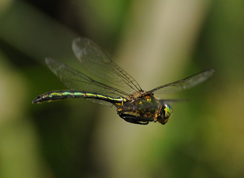 Insectes et Araignées Somatochlora metallica