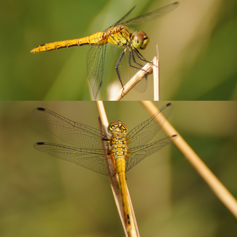 Insectes et Araignées Sympetrum sanguineum