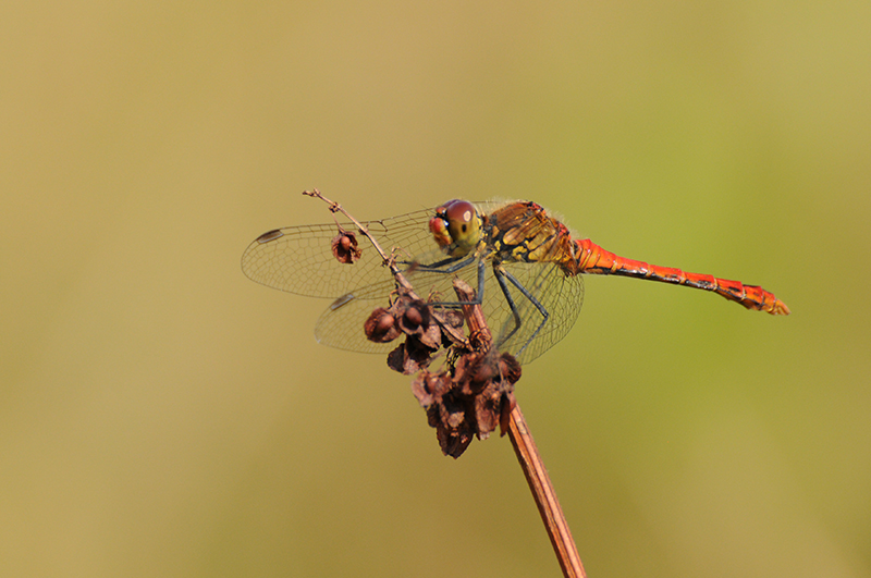 Insectes et Araignées Sympetrum sanguineum