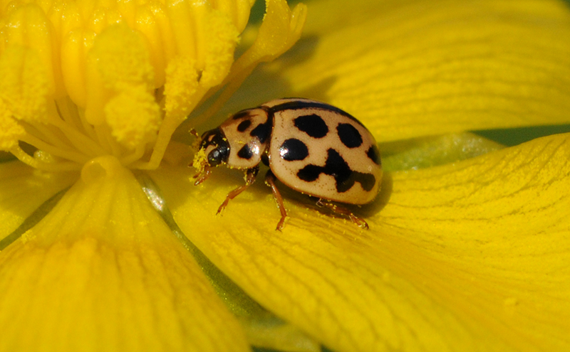 Insectes et Araignées Tytthaspis 16 punctata - Coccinelle à 16 points