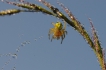 Araignées Araniella sp
