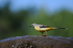 Oiseaux Bergeronnette des ruisseaux (Motacilla cinerea)