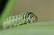 Insectes Chenille de Machaon (Papilio machaon)