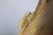 Insectes Chenille Pudibonde (Calliteara pudibunda)