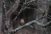 Oiseaux Pinson des arbres (Fringilla coelebs)