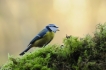 Oiseaux Mésange bleue (Cyanistes caeruleus)