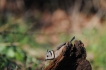 Oiseaux Mésange huppée (Lophophanes cristatus)
