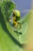 Araignées Epeire concombre (Araniella cucurbitina)