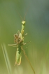 Insectes Mante religieuse (Mantis religiosa)